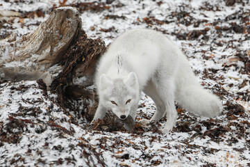 An Arctic Fox hunts on the tundra near Churchill Manitoba