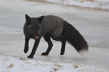 A black Arctic Fox on the tundra near Churchill Manitoba