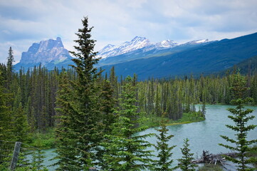 Scenic view of river flowing through coniferous forest