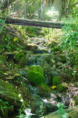 Flowing Stream in a Forest