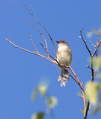 A juvenile Eastern Phoebe bird perched on a shrub with blue sky above at Carden Alvars in Ontario in August.