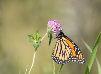 A Monarch Butterfly (Danaus plexippus) on a red clover flower in a field in Muskoka Ontario.