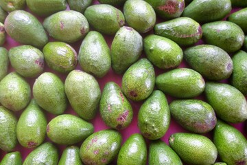 Pile of avocados freshly picked from the tree