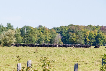Fototapeta na wymiar A Herd of Cows in a Field