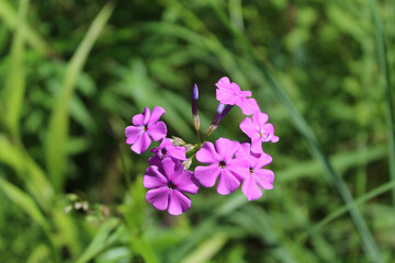 Summer phlox closeup in bright sun at Miami Woods in Morton Grove, Illinois