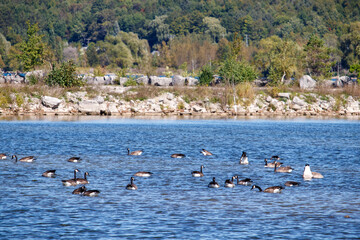 Canadian Geese in the Lake
