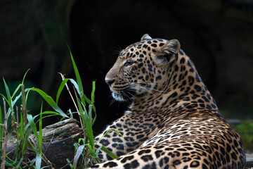 Fototapeta na wymiar Close-up portrait of Javan leopard