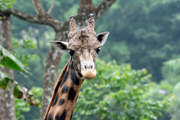 An African giraffe in a tropical forest