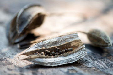 Abelmosk or Abelmoschus moschatus dried fruits on nature background.