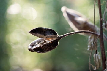 Abelmosk or Abelmoschus moschatus dried fruits on nature background.