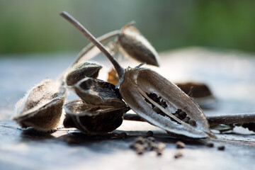 Abelmosk or Abelmoschus moschatus dried fruits on nature background.