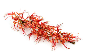 Fototapeta premium Phyllocarpus septentrionalis branch flowers isolated on white nature background.