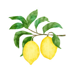 Watercolor hand drawn illustration with yellow ripe mediterranean lemons and green elegant leaves. Summer fruit citrus clipart for wedding cards invitations, nature design .