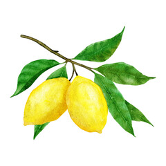 Watercolor hand drawn illustration with yellow ripe mediterranean lemons and green elegant leaves. Summer fruit citrus clipart for wedding cards invitations, nature design .