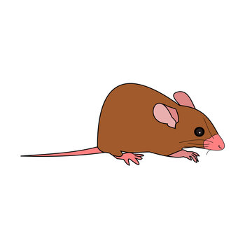 Rat isolate with clipping path and alpha channel on transparent  background, Mouse is rodents that cause dirt and may be carriers of disease, The brown mice with pink color nose and tail	