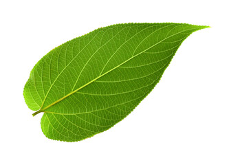 Obraz premium green leaf on transparent background png file