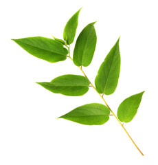 green leaf on transparent background png file