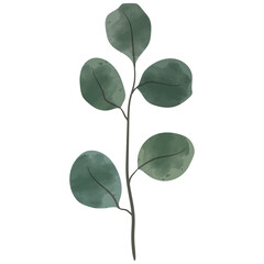 Obraz premium Eucalyptus Watercolor