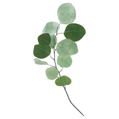 Obraz premium Eucalyptus Watercolor