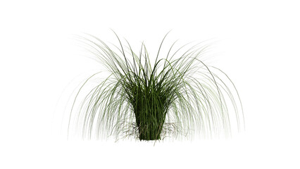 tree plant
