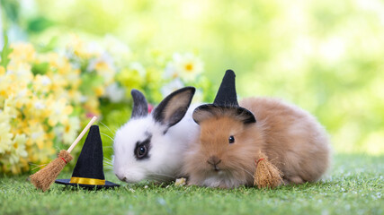 Lovely bunny easter fluffy baby rabbit in witch hat and wooden witch broom on colorful flowers...