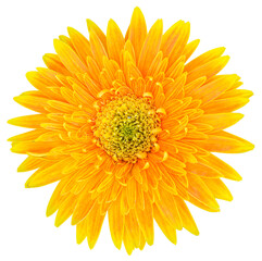 Yellow flower for decorative