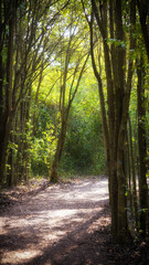 dirt trail going through a green forest at sunset      