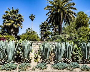 Fototapeta na wymiar Succulents and palm trees in california. 