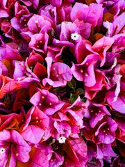 Pink Flower Close-up.
