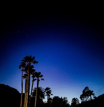 Twilight with Palm Trees silhouette.
