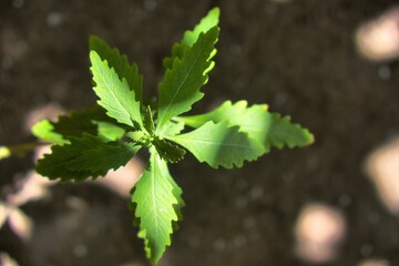 Epazote plant in mexico
