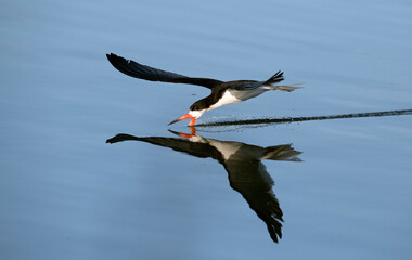 Black skimmer skimming over the water with asymmetrical orange beak in Irvine California