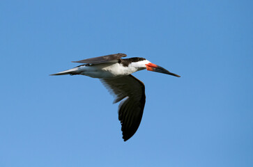 Black skimmer in flight against a clear blue sky background in Irvine California