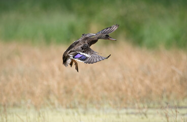 A mallard attempting to land in a dry grass landscape