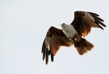 Brahminy kite in flight up close and high key photo with negative space in front of the majestic bird