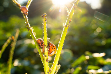 Red larvae of the Colorado potato beetle ate a potato plant. Colorado beetles close-up on a potato...