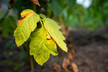 The leaves of a growing tomato are infected with phytophthora close-up. Withered dry leaves of...