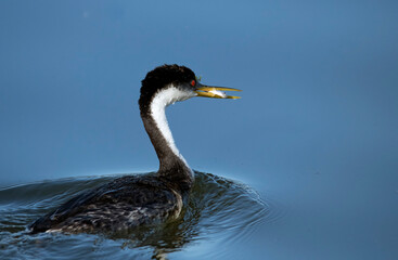 Grebe with fish in beak wading in blue waters.  Up close and with negative space landscape