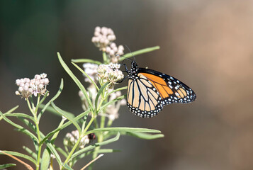Monarch butterfly on milkweed flower