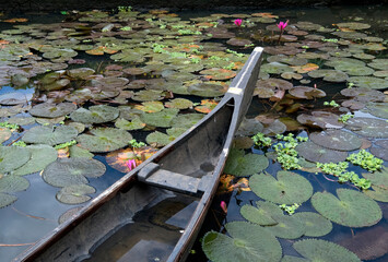 Small boat in a lotus pond in Allepey Kerala