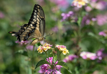 Swallowtail butterfly on colorful lantana flower. Landscape image with blurred foliage background