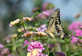 Swallowtail butterfly on lantana flower