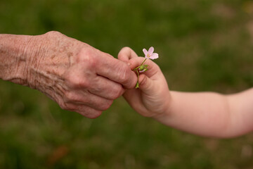 Closeup of grandmother's hand and child's hand sharing a flower blossom