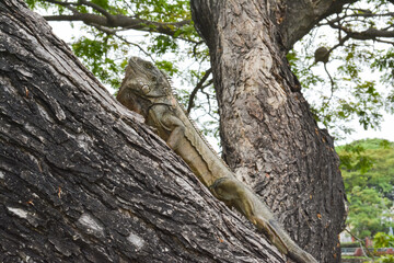 Iguana climbing up a tree branch. Horizontal photography.