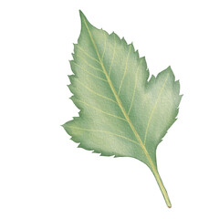 Green leaf watercolor dahlia illustration. green dahlia leaf isolated on white background.