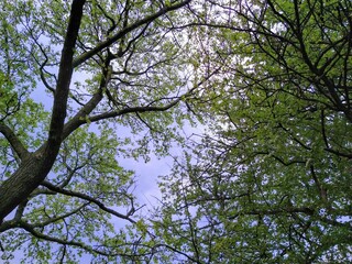 Obraz premium Early Spring Trees Under Cloudy Sky