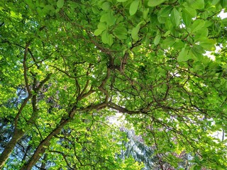Bright Green Spring Tree Leaves