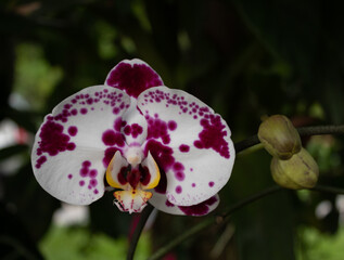 Detalle de Orqu&iacute;dea Mariposa de manchas violetas