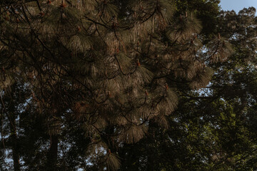 gran bosque en la sierra del tigre, Mazamitla jalisco, Mexico