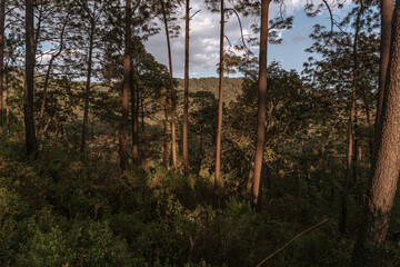 gran bosque en la sierra del tigre, Mazamitla jalisco, Mexico